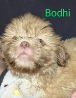 Bodhi, a male Shih Tzu for sale in Columbia, SC – Photo 3 of 7