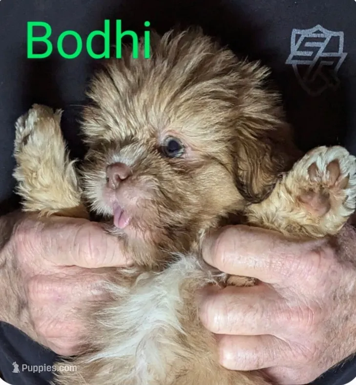 Bodhi
