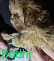 Bodhi, a male Shih Tzu for sale in Columbia, SC – Photo 2 of 7