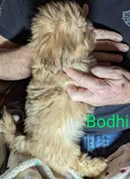 Bodhi, a male Shih Tzu for sale in Columbia, SC – Photo 4 of 7