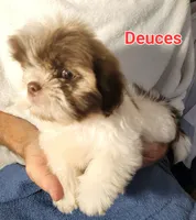 Deuces, a male Shih Tzu for sale in Columbia, SC – 3 of 4