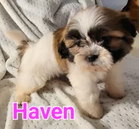 Haven, a female Shih Tzu for sale in Columbia, SC – 4 of 6