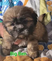 Big Ben, a male Shih Tzu for sale in Columbia, SC – 9 of 9