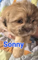 Sonny, a male Shih Tzu for sale in Columbia, SC – 6 of 6