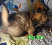 Big Ben, a male Shih Tzu for sale in Columbia, SC – 7 of 9