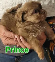 PRINCE, a male Shih Tzu for sale in Columbia, SC – 5 of 5