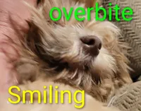 Tinkerbell , a female Shih Tzu for sale in Columbia, SC – 6 of 9