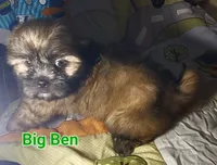 Big Ben, a male Shih Tzu for sale in Columbia, SC – 2 of 9