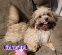 Tinkerbell , a female Shih Tzu for sale in Columbia, SC – 2 of 9