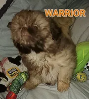 Warrior , a male Shih Tzu for sale in Columbia, SC – 6 of 8