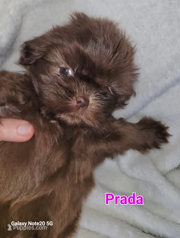 Prada – Shih Tzu puppy for sale in Columbia, SC