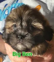 Big Ben, a male Shih Tzu for sale in Columbia, SC – 6 of 9