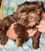 Gucci , a male Shih Tzu for sale in Columbia, SC – 6 of 7