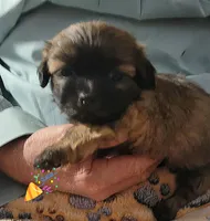 Charlie, a male Shih Tzu for sale in Columbia, SC – Photo 4 of 5