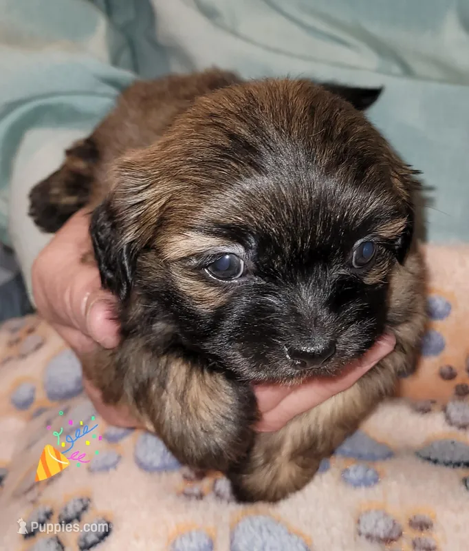 Charlie – Shih Tzu puppy on hold in Columbia, SC