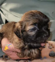 Charlie, a male Shih Tzu for sale in Columbia, SC – Photo 3 of 5