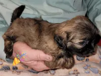 Charlie, a male Shih Tzu for sale in Columbia, SC – Photo 2 of 5