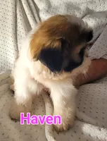 Haven, a female Shih Tzu for sale in Columbia, SC – 5 of 6