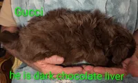Gucci , a male Shih Tzu for sale in Columbia, SC – 3 of 7