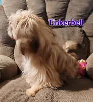 Tinkerbell , a female Shih Tzu for sale in Columbia, SC – 3 of 9