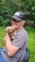 PRINCE, a male Shih Tzu for sale in Columbia, SC – 2 of 9