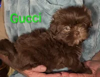 Gucci , a male Shih Tzu for sale in Columbia, SC – 4 of 7