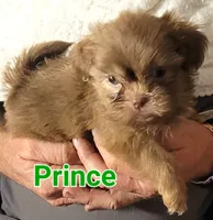 PRINCE, a male Shih Tzu for sale in Columbia, SC – 2 of 5