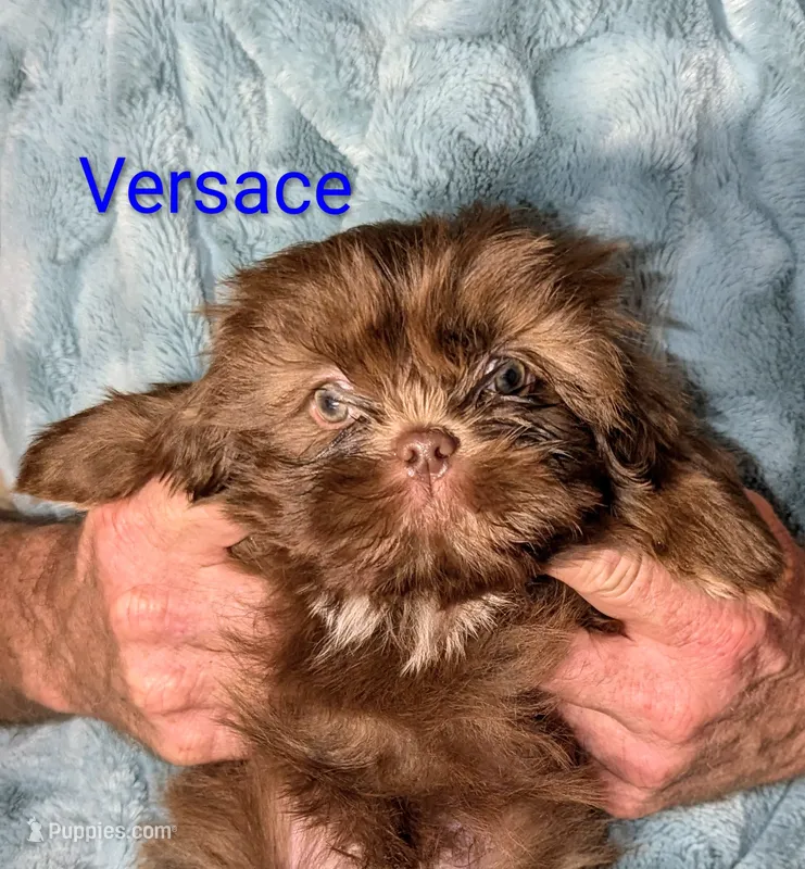 Versace  – Shih Tzu puppy on hold in Columbia, SC