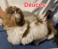 Deuces, a male Shih Tzu for sale in Columbia, SC – 2 of 4