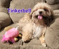 Tinkerbell , a female Shih Tzu for sale in Columbia, SC – 4 of 9