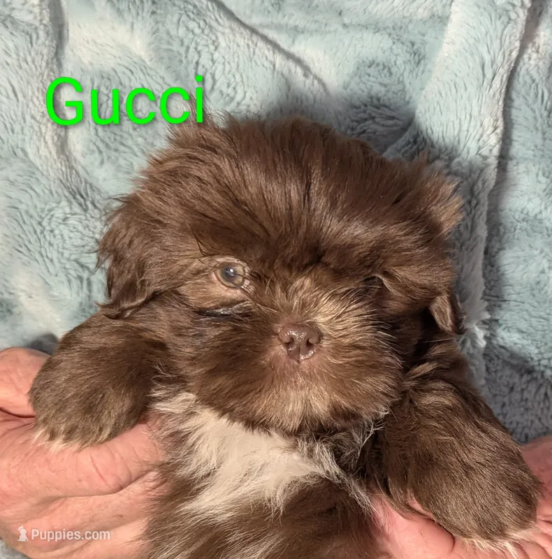 Gucci  – Shih Tzu puppy on hold in Columbia, SC