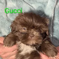 Gucci , a male Shih Tzu for sale in Columbia, SC – 1 of 7