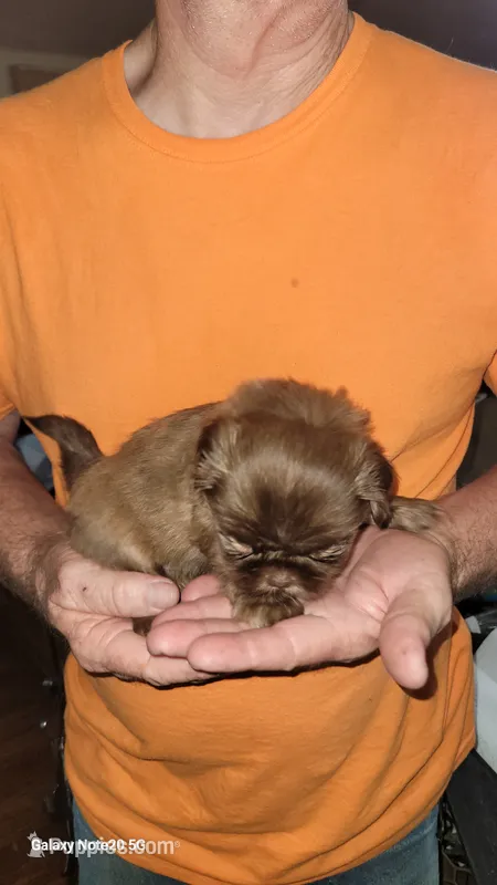 Uno – Shih Tzu puppy for sale in Columbia, SC