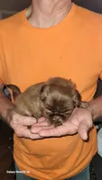 Uno, a female Shih Tzu for sale in Columbia, SC – 1 of 5