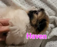 Haven, a female Shih Tzu for sale in Columbia, SC – 2 of 6