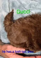 Gucci , a male Shih Tzu for sale in Columbia, SC – 7 of 7