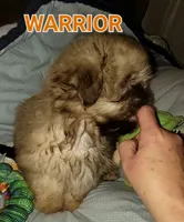 Warrior , a male Shih Tzu for sale in Columbia, SC – 7 of 8