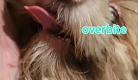 Tinkerbell , a female Shih Tzu for sale in Columbia, SC – 8 of 9