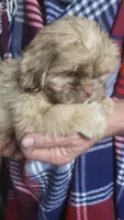 General, a male Shih Tzu for sale in Columbia, SC – 3 of 4