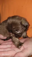 Uno, a female Shih Tzu for sale in Columbia, SC – 2 of 5