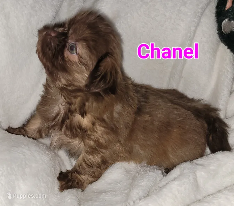 Chanel – Shih Tzu puppy for sale in Columbia, SC
