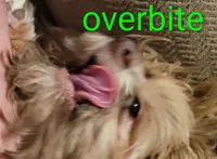 Tinkerbell , a female Shih Tzu for sale in Columbia, SC – 7 of 9
