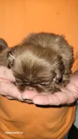 Uno, a female Shih Tzu for sale in Columbia, SC – 5 of 5