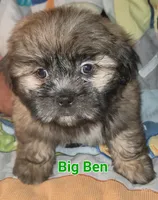 Big Ben, a male Shih Tzu for sale in Columbia, SC – 8 of 9