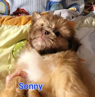 Sonny, a male Shih Tzu for sale in Columbia, SC – 2 of 6