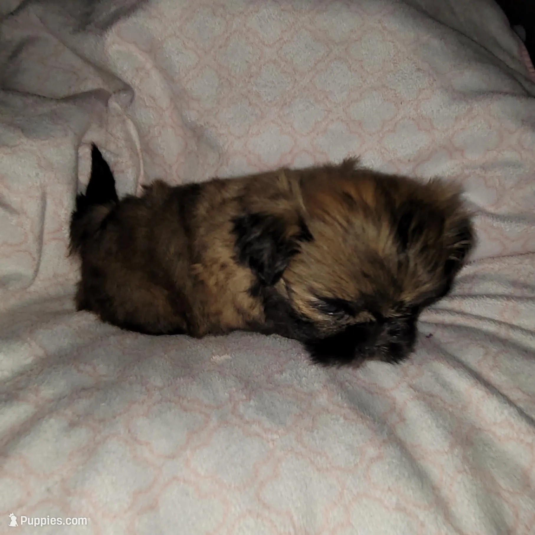 Baby, a female Shih Tzu for sale in Columbia, SC – Photo 5 of 6