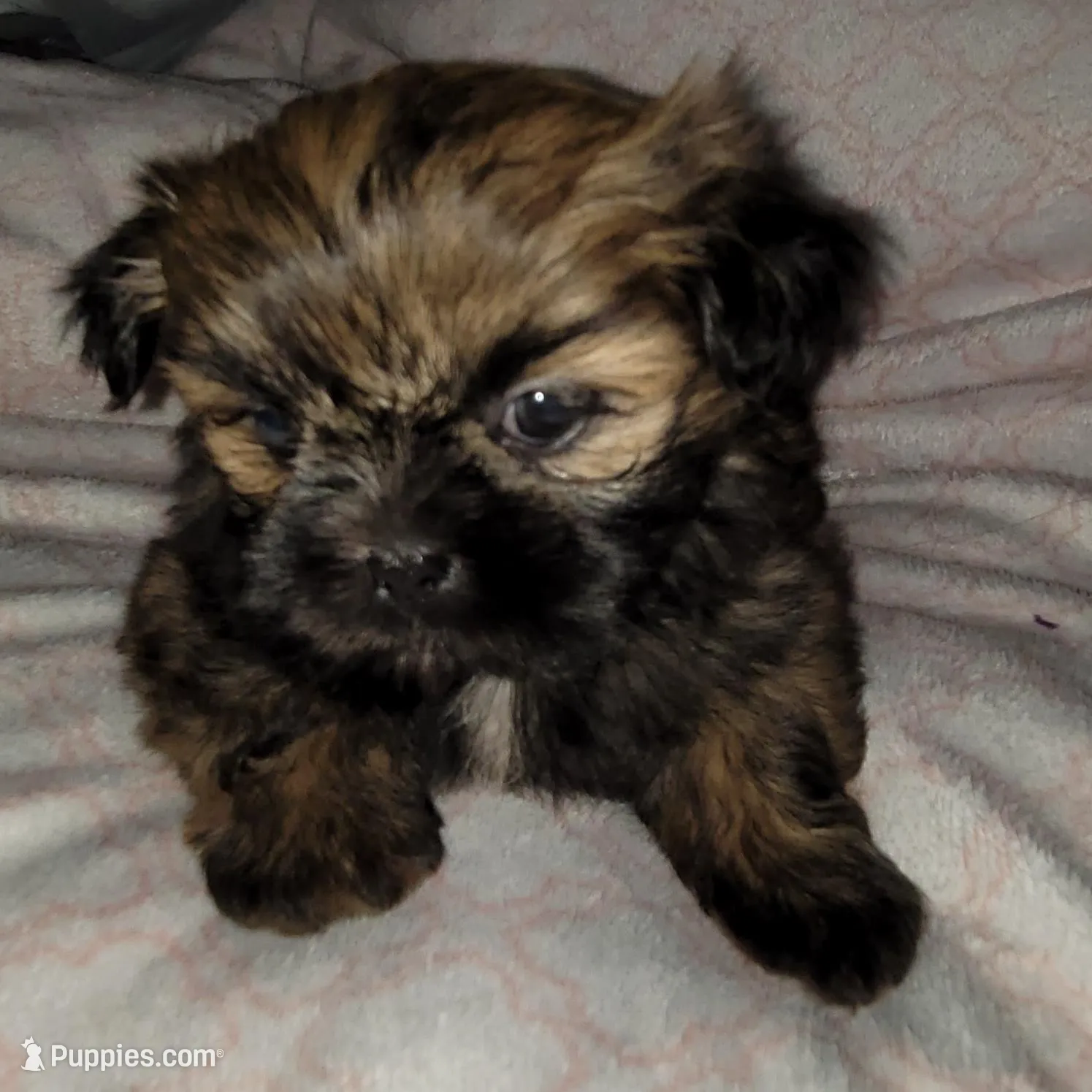 Baby, a female Shih Tzu for sale in Columbia, SC – Photo 3 of 6