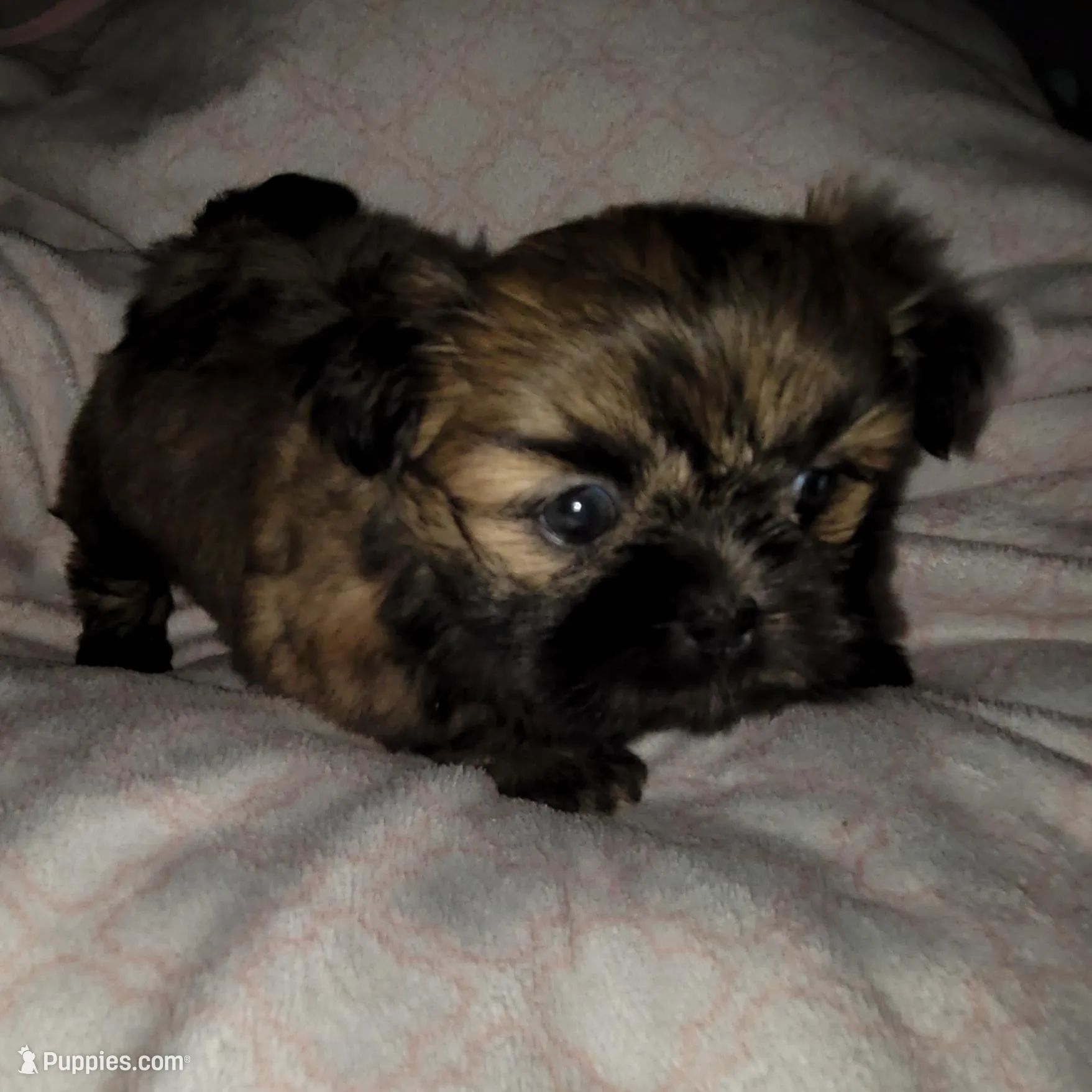 Baby, a female Shih Tzu for sale in Columbia, SC – Photo 2 of 6