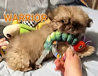Warrior , a male Shih Tzu for sale in Columbia, SC – 3 of 8