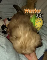 Warrior , a male Shih Tzu for sale in Columbia, SC – 2 of 8